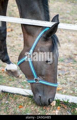 Cavallo grigio è mangiare, close-up. Allevamento di cavalli Foto Stock