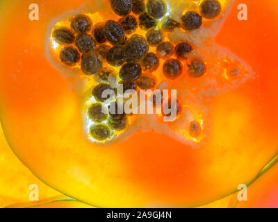 Close up mature fetta di papaia con semi back lit riempiendo il telaio come sfondo Foto Stock