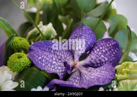 Bouquet con indaco naturale orchid vanda con verde, close-up Foto Stock