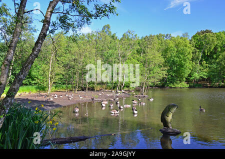 Bosco ceduo di stagno, St Ives Bingley, estate, Yorkshire Foto Stock