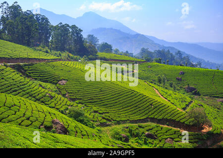 Bellissimi giardini del tè di Munnar, Kerala (India) Foto Stock