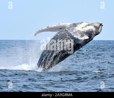 Un Humpback Whale violazioni con una torsione come egli inizia la sua caduta indietro all'oceano. (Megaptera novaeangliae) Foto Stock