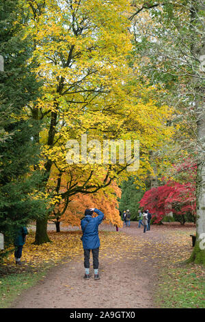 I visitatori e gli alberi di Acer. Giapponese di alberi di acero in autunno a Westonbirt Arboretum, Cotswolds, Gloucestershire, Inghilterra Foto Stock