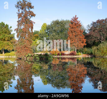 Taxodium distichum. Cipresso calvo tree cambiando colore in autunno a RHS Wisley Gardens, Surrey, Regno Unito Foto Stock