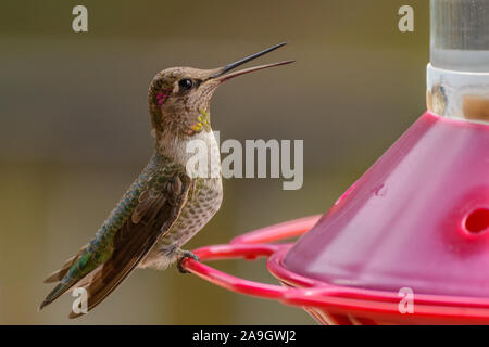 Annas Hummingbird arroccato su un alimentatore di uccelli Foto Stock