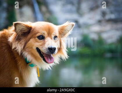 La modellazione del cane e cercando di fotocamera con cutie paesaggio Foto Stock