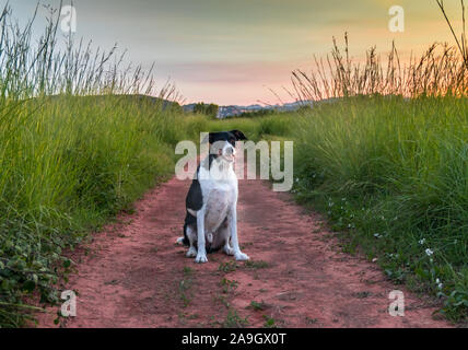 Bello cane modellazione e cercando di fotocamera con cutie paesaggio Foto Stock