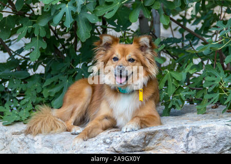 La modellazione del cane e cercando di fotocamera con cutie paesaggio Foto Stock