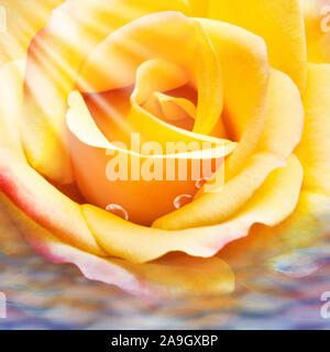 Rosa gialla e l'acqua scende vicino fino Foto Stock