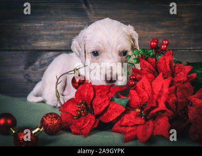 Setter inglese cucciolo poinsettia con fiori di colore rosso. Foto Stock