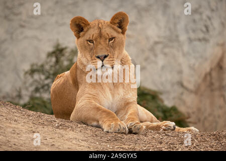 Leone femmina in appoggio al sunrise - Vista anteriore Foto Stock