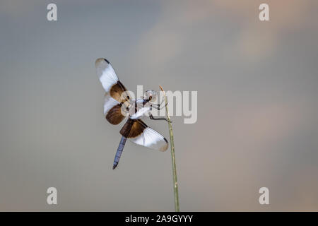Primo piano di un maschio di vedova (Skimmer Libellula luctuosa) poste su un pezzo di erba. Foto Stock
