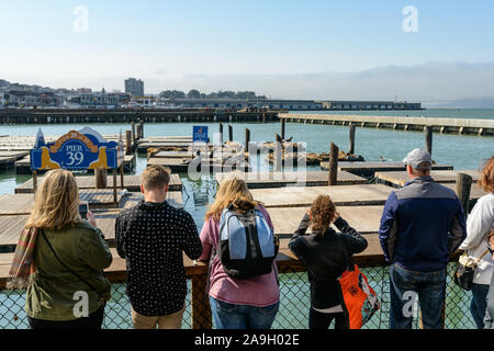 San Francisco,CA, USA - 10/18/2017: I turisti che guardano i leoni marini di fama mondiale sul molo 39. Foto Stock