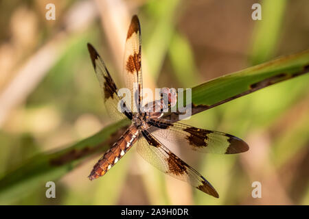 Femmina culbianco comune o Longtail Skimmer (Plathemis lydia) arroccato su una lama di erba Foto Stock