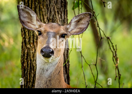 Culbianco cervi rossi (Odocoileus virginianus) ritratto in Oklahoma Foto Stock