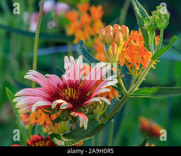 Varie specie di fiori in un giardino nel cortile Foto Stock