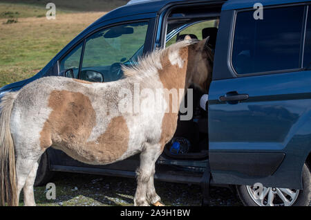 Wild Dartmoor pony con la sua testa dentro la macchina di un turista, Devon, Inghilterra, Regno Unito Foto Stock