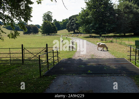 Rurale scena nella motivazione della West Dean con una griglia di bestiame al di là del quale sono pecore al pascolo e parco Foto Stock