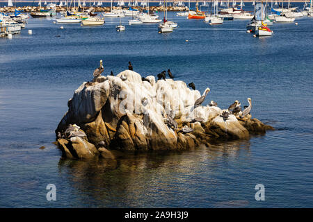 Californian pellicani marroni, Pelecanus occidentalis californicus, su di una roccia al Breakwater Cove, Monterey, California, Stati Uniti d'America Foto Stock