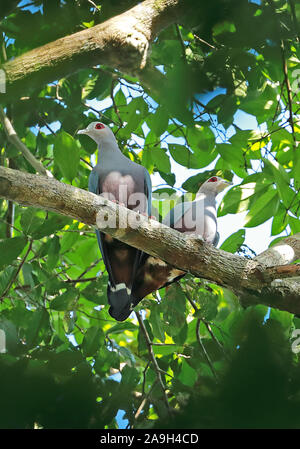 Pinon Imperial-piccione (Ducula pinon pinon) coppia appollaiato sul ramo fiume Fly, Papua Nuova Guinea Luglio Foto Stock