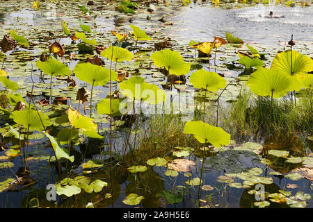 Water Lilies rivolta verso il sole in un piccolo stagno in Grayton Beach Florida, Stati Uniti d'America. Foto Stock