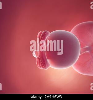 Feto alla settimana 5, illustrazione Foto Stock