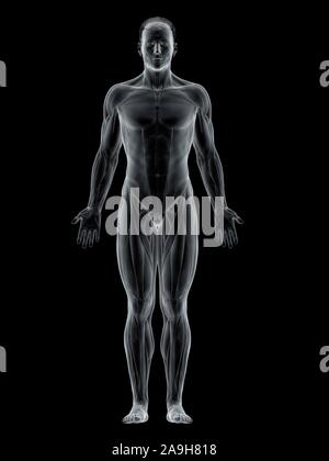 Muscolo anteriore, illustrazione Foto Stock