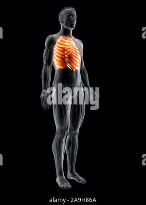 I muscoli intercostali, illustrazione Foto Stock