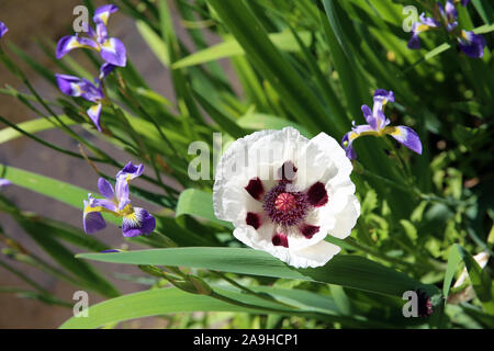 Bandiera Iris e un papavero, Fontaines Petrifiant Gardens, la Sône, Francia Foto Stock