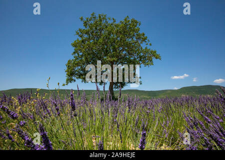 Banon, Provenza Francia Alpes-de-Haute-Provence nella regione Provence-Alpes-Côte d'Azur di sud-est della Francia, campi di lavanda Foto Stock