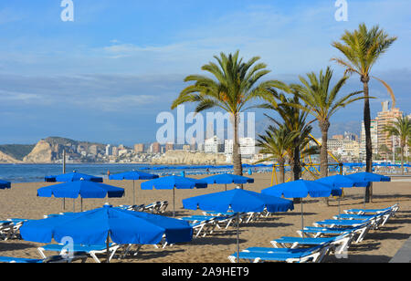 Lettini e ombrelloni in file ordinate su Playa Levante, pronto per i turisti a Benidorm, Provincia di Alicante, Spagna Foto Stock