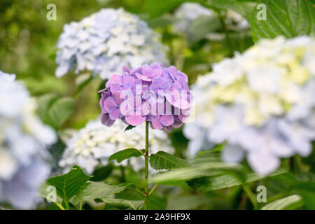 Bella viola, blu e rosa Hydrangea closeup nel giardino giapponese di Kyoto, Giappone Foto Stock
