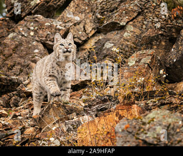 Adulto Bobcat in colori autunnali in Montana USA Foto Stock