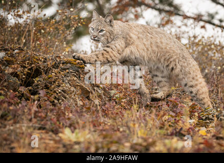 Adulto Bobcat in colori autunnali in Montana USA Foto Stock