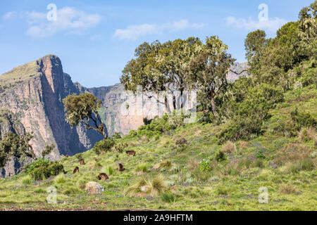 Etiopia. Amhara. A nord di Gondar. Gruppo di babbuino Gelada negli altopiani etiopi. Foto Stock