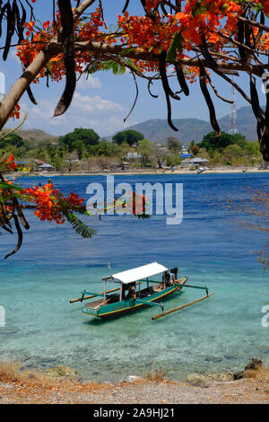 Indonesia - Alor blooming Royal Poinciana e barche colorate, verticale Foto Stock