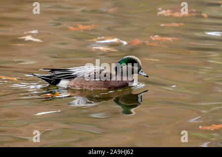 Wigeon Drake a Cannon Hill Park Foto Stock