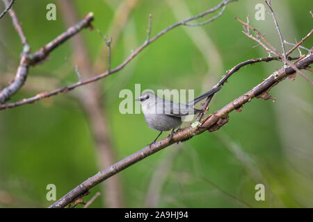 Catbird grigio in Wisconsin settentrionale. Foto Stock