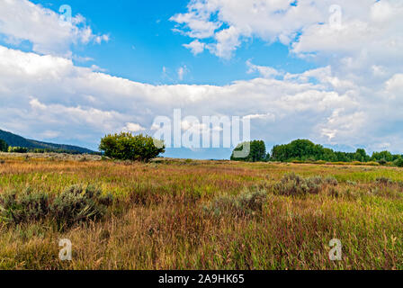 Prati erbosi dorati e verdi con alberi verdi in lontananza sotto il cielo blu con bianche nuvole soffici. Foto Stock