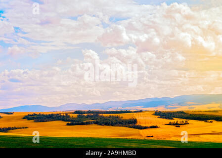 Verde e campi dorati di grano pronto per la mietitura, boschetti di alberi e montagne nebuloso al di là sotto un cielo mattutino con il bianco torbido e golden sunrise. Foto Stock