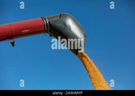 Mietitrebbia utilizzando la coclea di raccoglitore di scarico giallo di chicchi di mais granella nel carrello. soleggiata giornata di caduta durante il Midwest stagione di raccolto Foto Stock