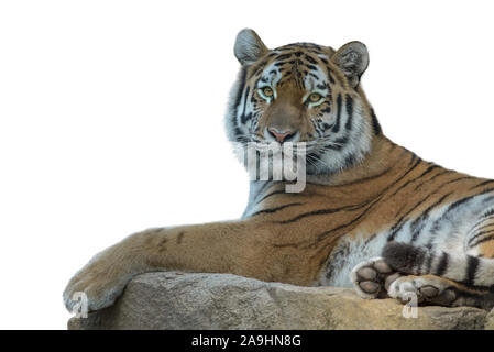 Tigre Siberiana isolato su bianco Foto Stock