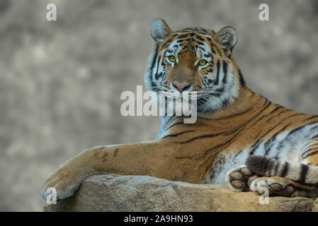 Ritratto di tigre siberiana con sfondo sfocato Foto Stock