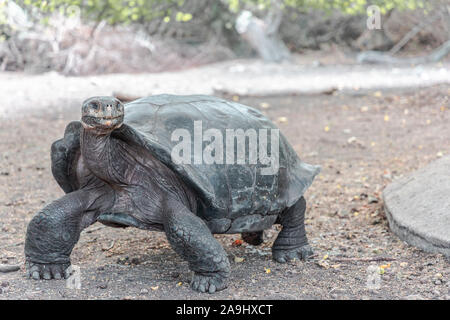 Tartaruga Galapagos posa per la fotocamera sull'isola di Santa Cruz. Queste specie sono endemiche tra queste isole. Foto Stock