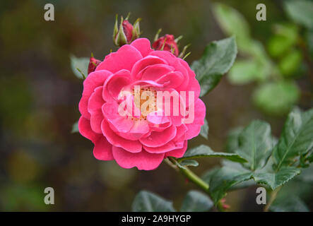 Bella rosa in Quito Giardini Botanici, Quito Ecuador Foto Stock