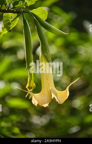 Angelo lacrime (Brugmansia candida) crescente in Quito Giardini Botanici, Quito Ecuador Foto Stock