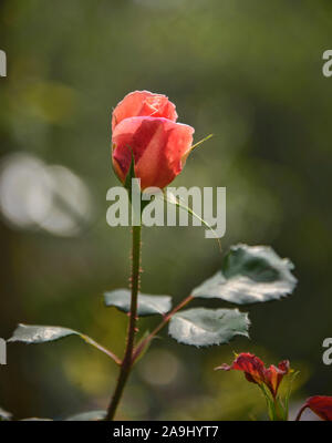 Bella rosa in Quito Giardini Botanici, Quito Ecuador Foto Stock