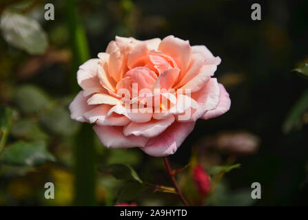 Bella rosa in Quito Giardini Botanici, Quito Ecuador Foto Stock