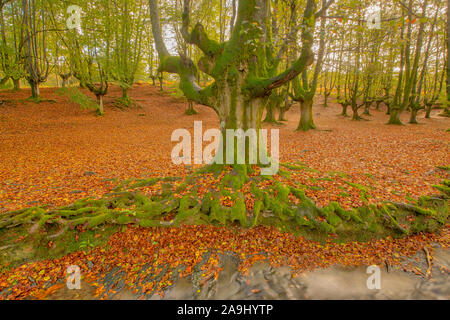 Legno di faggio alberi in autunno, Otzaretta foresta, Gorbea Parco Naturale, Spagna, Paese Basco Forest park, spesso chiamato obne del mondo più splendida fo Foto Stock