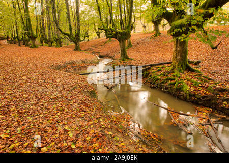 Legno di faggio alberi in autunno, Otzaretta foresta, Gorbea Parco Naturale, Spagna, Paese Basco Forest park, spesso chiamato obne del mondo più splendida fo Foto Stock